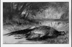 137. Faisan Aquarelle Vernissee. Signee En Bas Au Milieu. Ff 4 000 / 5 000