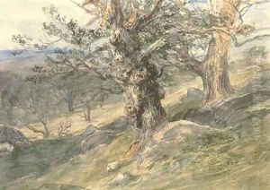 Gnarled oaks in Bolton Park, Yorkshire