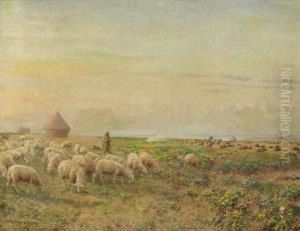 Berger A Ogival, Picardie