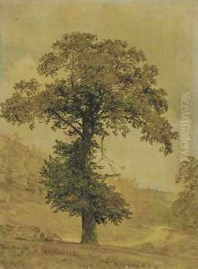 Study of a Tree