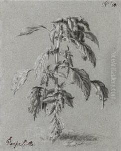 Study Of An Amaranthus Tricolor Linnaeus