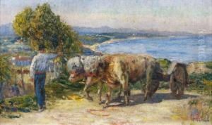 Le Paysan Et Ses Boeufs Sur La Cote Basque