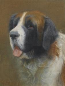 Study Of 'carlo', The Artist's St. Bernard Study Of 'carlo', The Artist's St. Bernard