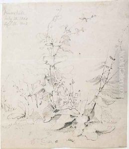 Study of Weeds, Kirkstall, 1803 by John Sell Cotman