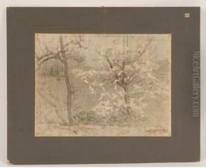 Spring Landscape
