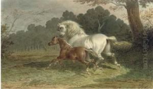 A Grey Mare Galloping Through A Meadow With Her Foal At Her Side
