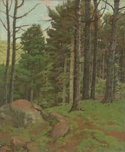Afternoon Amidst The Pines