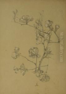 Lot De 12 Etudes De Fleurs Et De Feuilles by Alexis Fournier