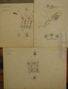 Lot De 23 Etudes De Fleurs Et D'insectes by Alexis Fournier