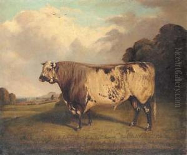 Mr. E. Swinnerton's Prize Bull Monk - view 1