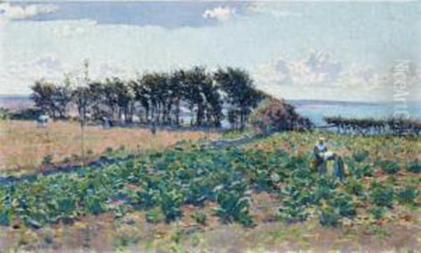 The Cabbage Patch - view 1