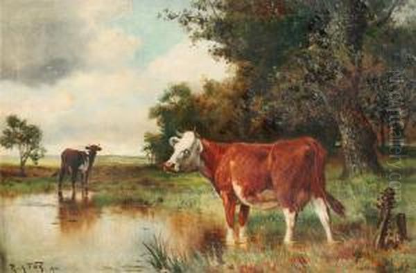 Cows Watering At A Stream While A Storm Approaches - view 1