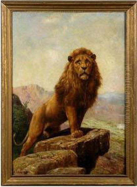 Lion. - view 1