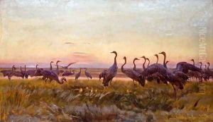 Greeting of the Sun - Cranes
