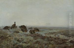 Bustards