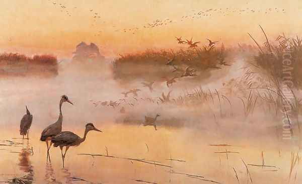 Dawn. The Kingdom of Birds - view 1