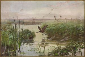 Moorhen