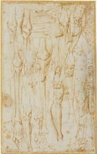 Sheet Of Anatomical Studies Of The Bones And Muscles Of The Leg by Battista Franco