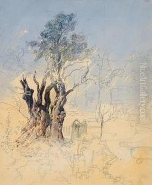 Garten Von Gethsemane, Jerusalem - view 1