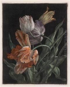 Tulpen
