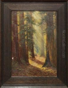 Autumn Among The Redwoods Near Boulder Creek