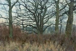 A Wood In Winter by William Fraser Garden