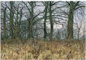 A Wood In February by William Fraser Garden