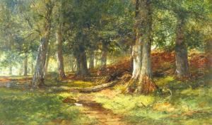 A Beech Glade