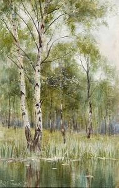 Silver Birch Trees - view 1