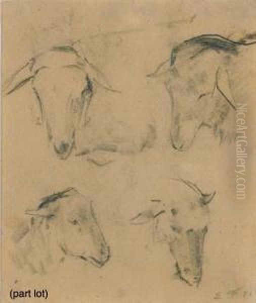 Study Of Sheep Heads - view 1