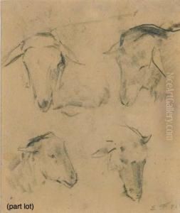Study Of Sheep Heads
