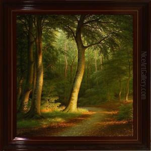 Late Afternoon In The Forest - view 1