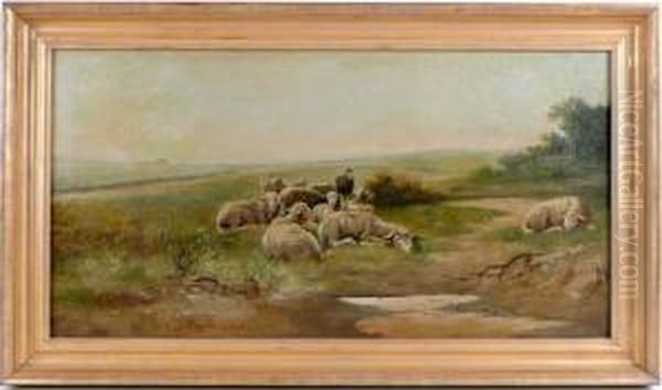 Sheep In Pasture - view 1