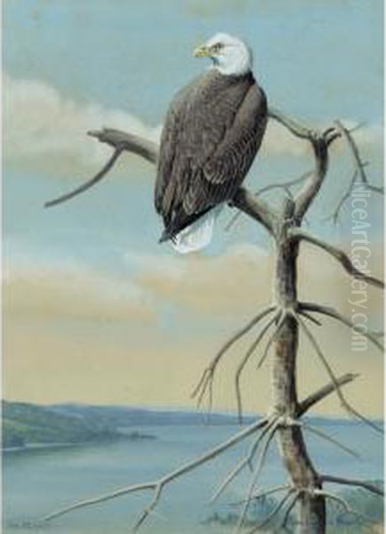 Bald Eagle - view 1