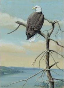 Bald Eagle by Louis Agassiz Fuertes