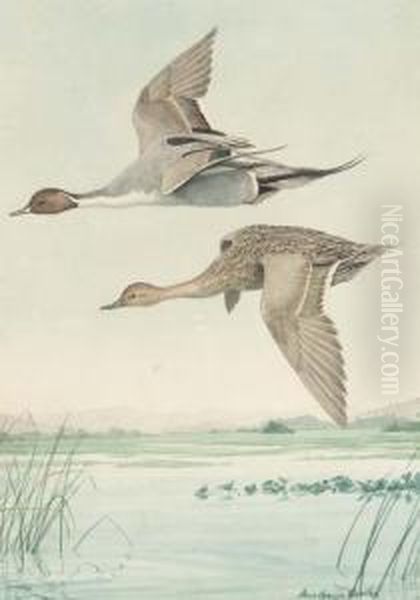 Two Pintails Flying Over A Marsh - view 1