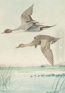 Two Pintails Flying Over A Marsh