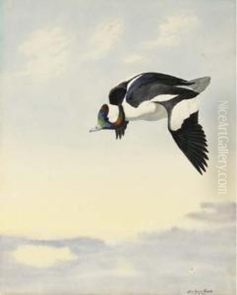Bufflehead Flying - view 1