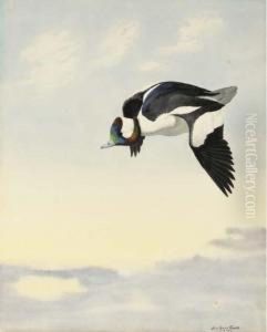 Bufflehead Flying by Louis Agassiz Fuertes