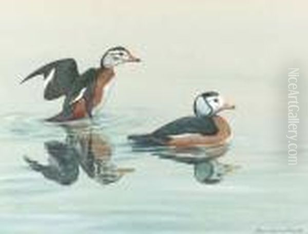 Two Pygmy Geese - view 1