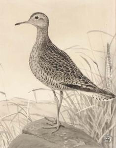 Upland Plover - view 1