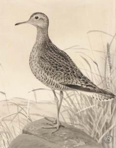 Upland Plover by Louis Agassiz Fuertes