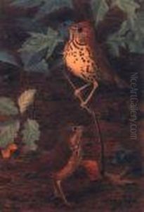 Birds by Louis Agassiz Fuertes