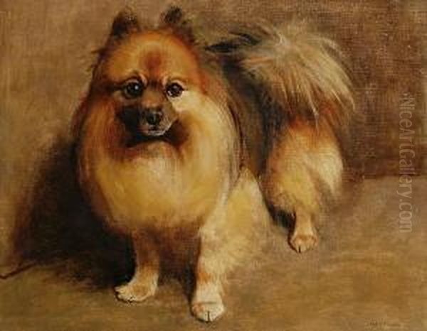 Portrait Of A Pomeranian - view 1
