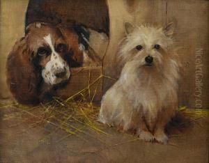 A Springer Spaniel And A Terrier