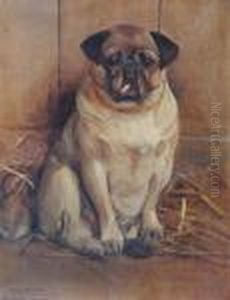 Aseated Pug Dog In A Stable