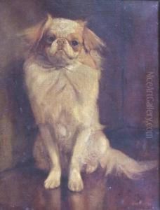 Study Of A Cavalier King Charlesspaniel