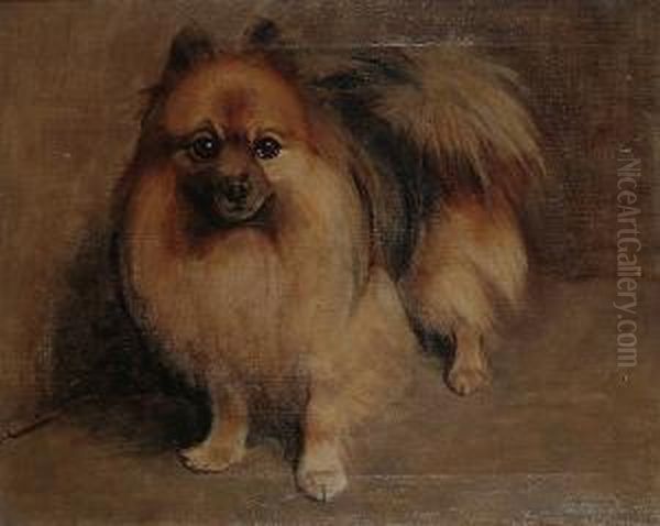 Chips, A Pomeranian. - view 1