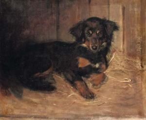 Collie