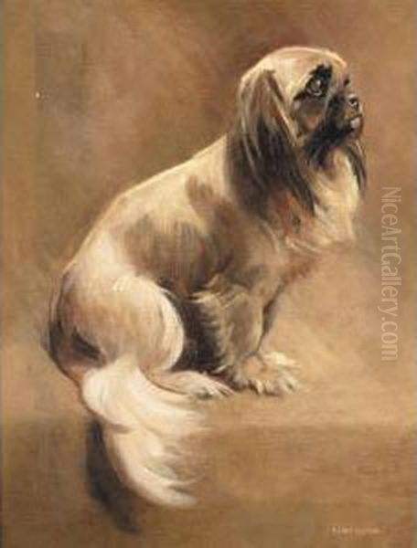 Pekinese - view 1